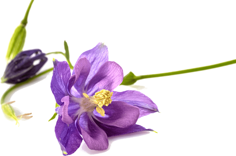 Image de fleurs violettes à Nice - Valérie Jiannot