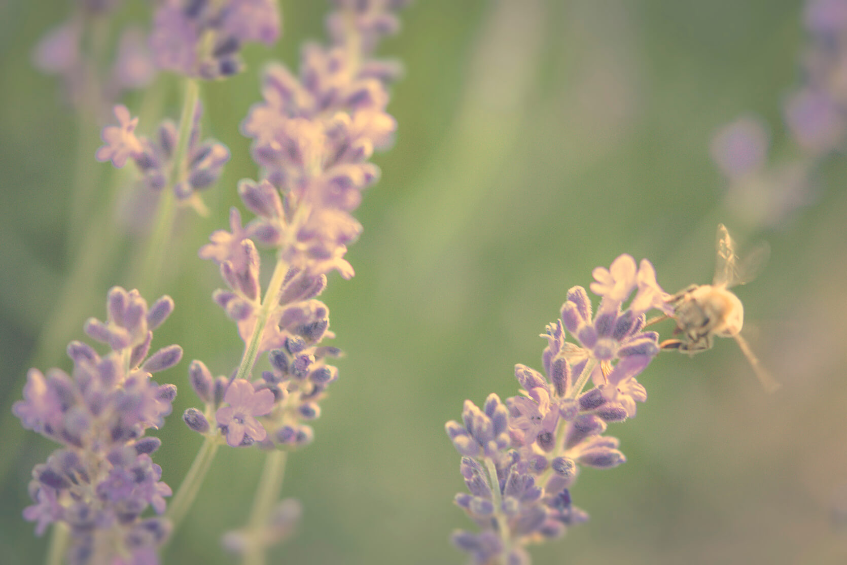 Fleur violette abeille à Nice